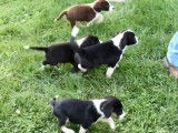 Des chiots Border Beagle se promènent dans le jardin