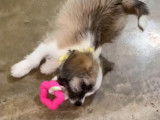 Ce Bea-Tzu s'amuse avec son nouveau jouet