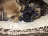 Deux chiots Pugshire très joueurs et pleins de vie