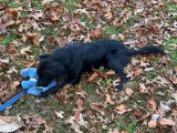 Un Australian Retriever et son jouet au parc