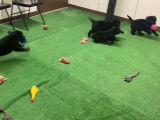 Ces chiots Australian Retriever jouent
