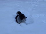 Ce Border-Aussie se promène dans la neige