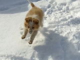 Ce Border-Aussie joue dans la neige
