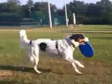 Ce Border-Aussie joue à attraper un frisbee