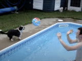 Un Boshih joue à la balle dans un piscine