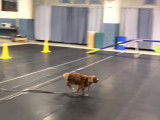 Ce Cockalier s'entraîne au parcours d'obstacles