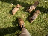 Des petits Jorkie font leurs premiers pas dans le jardin