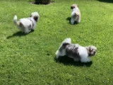 Ces petits Zuchon courent dans le jardin