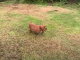 Un chiot Beaglier jouant dans le jardin