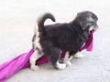 Ces chiots Goberian jouent avec des serviettes