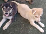 Ces chiens Labsky rentrent de promenade