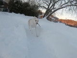 Ce chien Labsky court derrière son maître dans la neige
