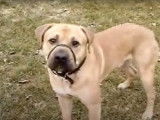 Un chien Bullmasador joue à la balle avec beaucoup d'énergie