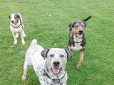 Trois chiens Catahoula Heeler jouent ensemble