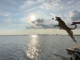 Un chien Chesador plonge dans un lac