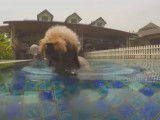 Trois chiens Caniches Nains font des longueurs dans une piscine