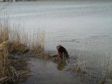 Ce chien Chesador adore nager dans le lac