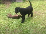 Un chien Chesador joue avec un ami