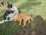 Un petit chiot Bloodahouli s'amuse avec un autre chiot