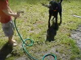 Un chien Labahoula joue avec un tuyau d'arrosage