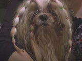 Des chiens Lhassa Apso champions de concours de beauté canins