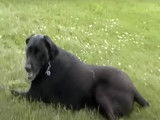 Une chienne Labrador Corso se promène au parc