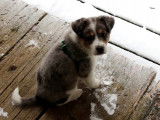 Ce chien Aussie Siberian découvre la neige en se promenant