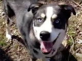 Ce chien Aussie Siberian joue avec son ballon de football