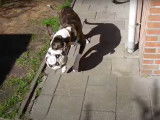 Un chien Bullboxer joue avec un ballon de football