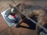Un chien Bullboxer s'amuse avec des jets d'eau