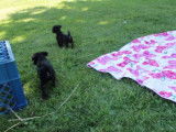 Des chiots Foodle jouent ensemble avec une couverture