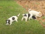Des chiots Foodle jouent dans le jardin