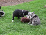 Ces chiots Frenchton s'amusent dans un champ