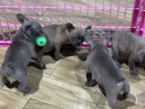 Cinq chiots Frenchton s'amusent ensemble avec des balles