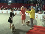 L'exposition canine de Monaco : une institution depuis 1927