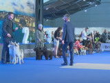L'exposition canine de Genève : édition 2019