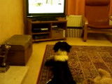 Une Sprollie regarde le Championnat mondial de chiens de berger à la télévision