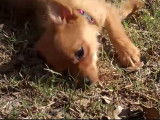 Une Yorkie Pom joue dans le jardin