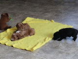 Quatre chiots Doxiepoo s'amusent avec un bouquet de fleurs