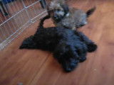 Ces chiens Doxiepoo passent du temps ensemble