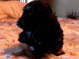 Un chiot Doxiepoo s'amuse sur le lit de ses maîtres