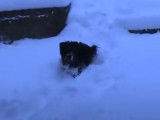 Un Scoodle joue dans la neige