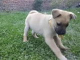 Un Pom-a-Pug joue avec un bâton