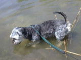 Ce King Charles Yorkie se baigne lors d'une balade