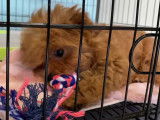 Un jeune Pomapoo s'amuse avec son jouet préféré