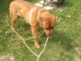 Un chien Mastweiler utilise une branche comme jouet