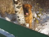 Ce chien Masttweiler et son maître jouent dans la neige