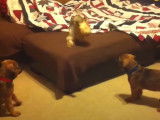 Deux chiots Mastweilers jouent