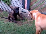 Ces chiens Mastweilers font semblant de se battre