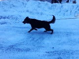 Un chien Aussiedor tire une luge